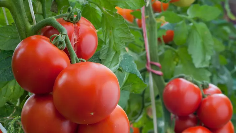 Cum pastrezi rosiile peste iarna, fara sa le fierbi