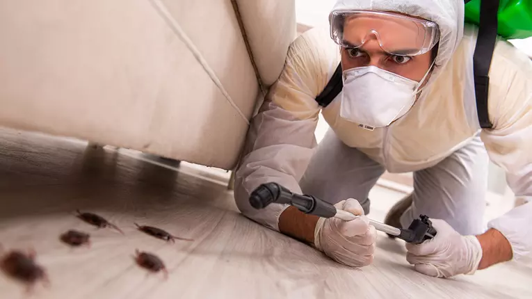 (P) Colaborează cu o firmă de specialitate pentru servicii de dezinsecție