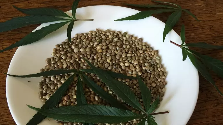 (P) Uleiul de canabis, ingredientul secret al alimentației sănătoase