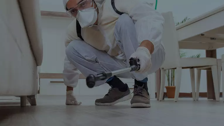 (P) Te confrunți cu apariția gândacilor de bucătărie? Apelează la dezinsectie in bucatarie