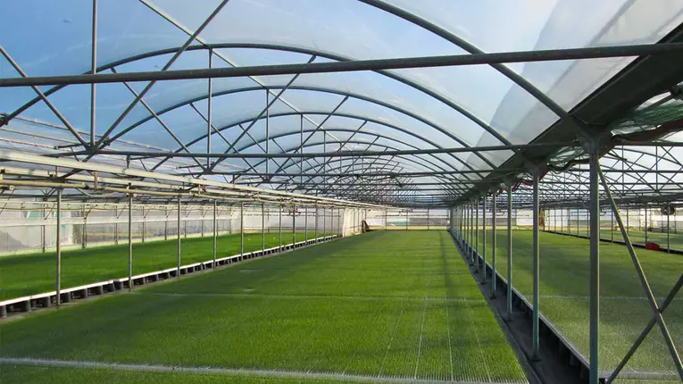 Cum vă ajută solariile de legume aflate, de ce nu, chiar in mediul urban !