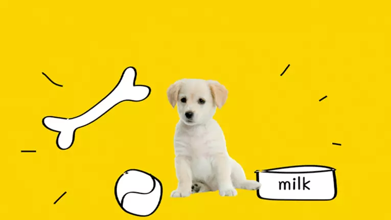 Cum să îți răsfeți animalul de companie ?