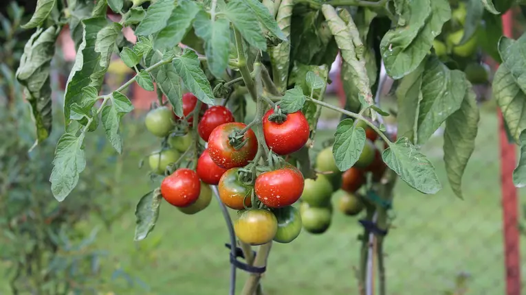 Cum ajută insecticidele la menținerea plantelor fără dăunători