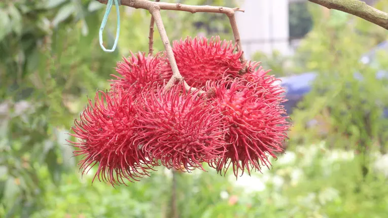 Alimentația exotică și impactul asupra digestiei