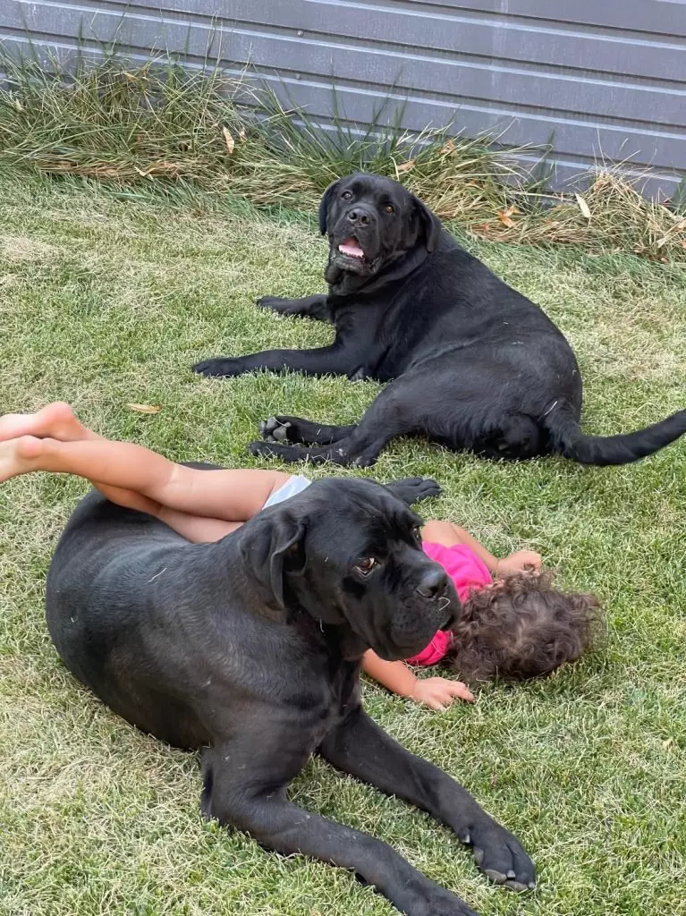 fiica-lui-cabral-pozata-langa-caini-767x1024