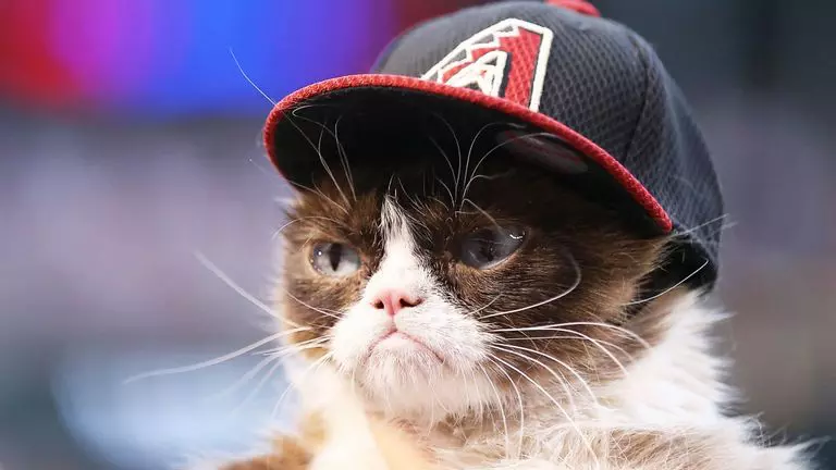 Grumpy Cat