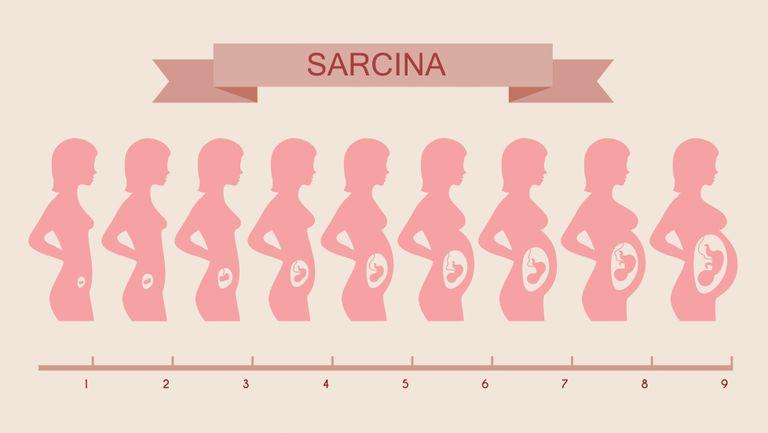 Urmarirea sarcinii: luna 6