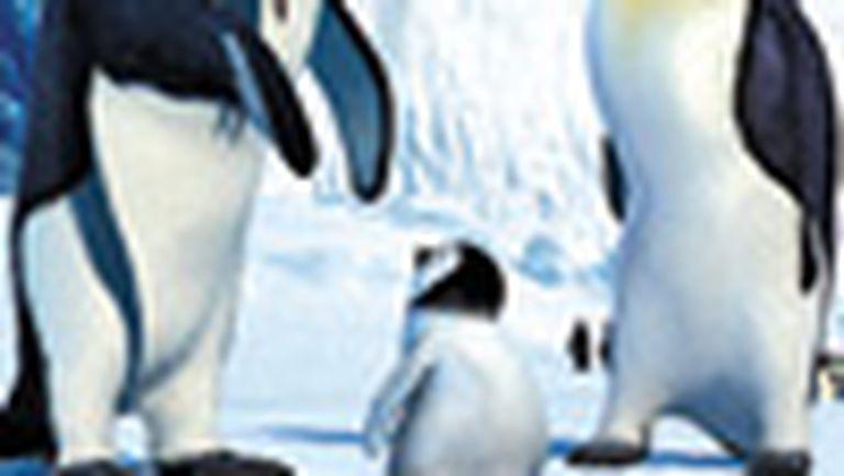 Pinguinii cu voci celebre (DVD)