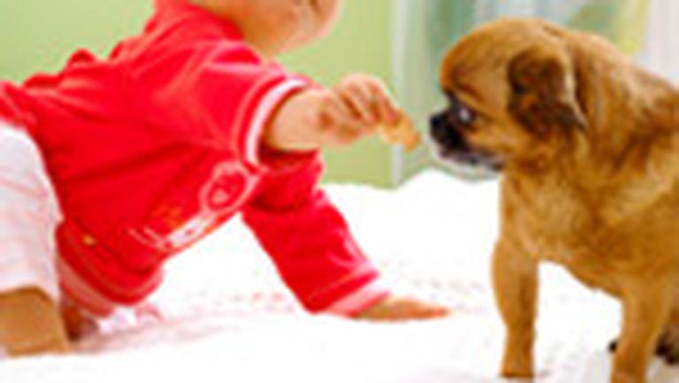 Bebelusii Si Animalele De Casa Revista Baby Pentru Părinti și Copii