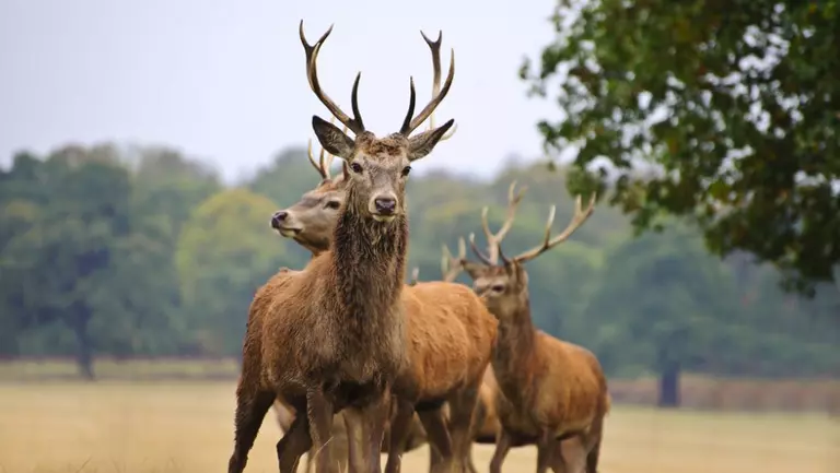 Testul pe care orice copil de clasa a treia îl trece: Cum se numește perechea acestor animale?
