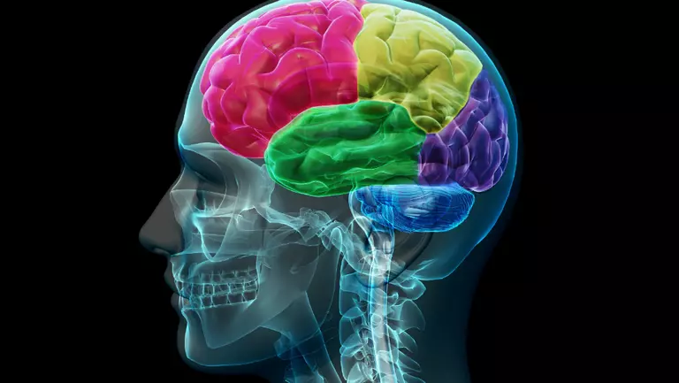 Dacă reușești să faci acest test de anatomie ai un IQ de geniu