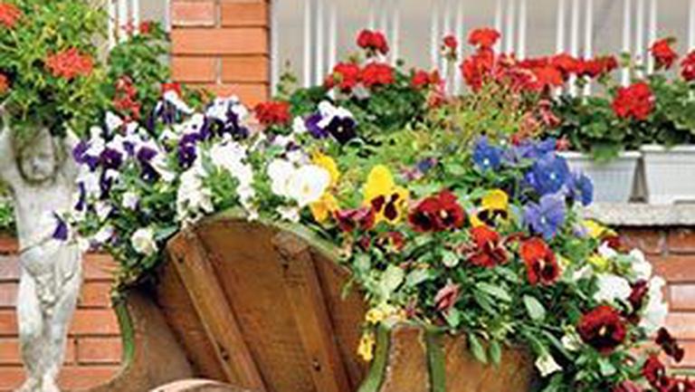 Coloreaza Ti Gradina Flori Gradina Avantaje Ro De 20 De