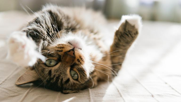 6 Lucruri Pe Care Nu Le știai Despre Pisica Ta Animale De Casa