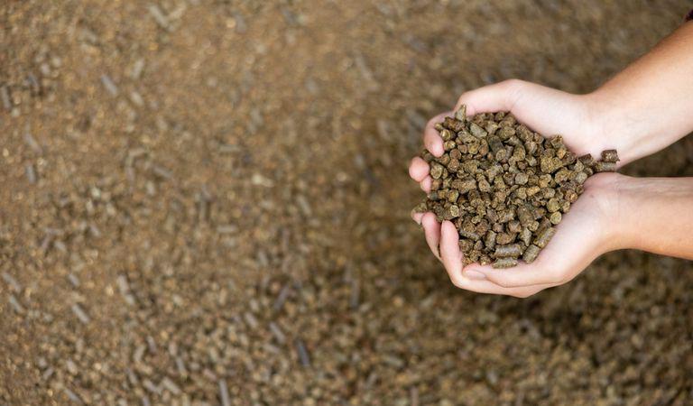 (P) Rețete simple de furaje pentru păsări și iepuri, direct la tine acasă