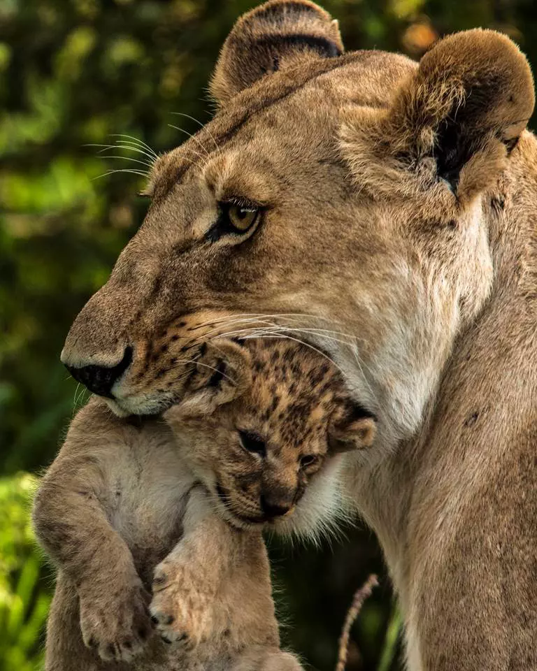 „Luna felinelor” revine la Nat Geo Wild. Ce documentare sunt în program (4)
