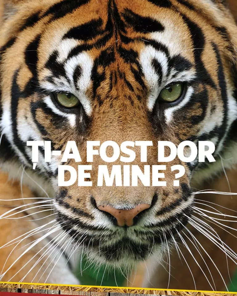 „Luna felinelor” revine la Nat Geo Wild. Ce documentare sunt în program (2)