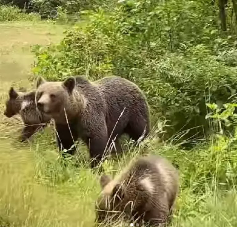 ursi-delia-matache-2