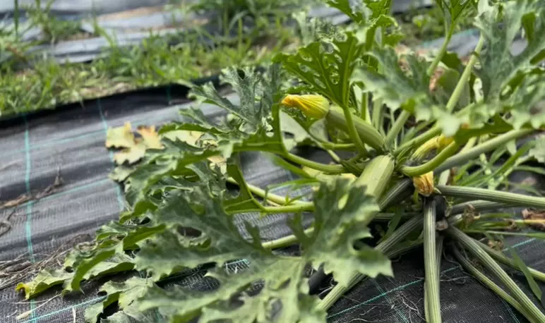 dragos bucur dana nalbaru solar legume 7