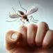 Cum scapi de ţânţari fără a folosi insecticid