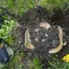 Ce trebuie să faci dacă găsești o comoară în România. Ce spune legea și ce recompensă primești