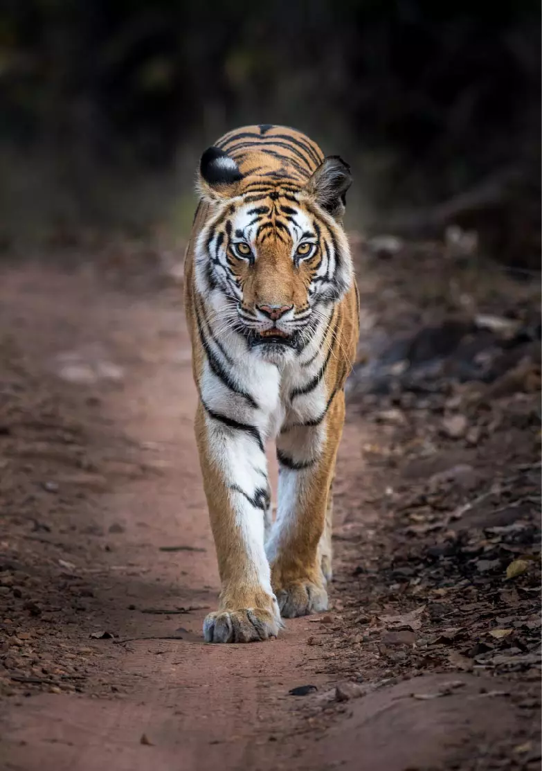 Dynasties_EP_05_001_Press_Pack_Under embargo until 00_01 GMT 20th October