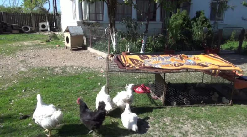 imagini cu casa în care a copilărit Gina Pistol (6)