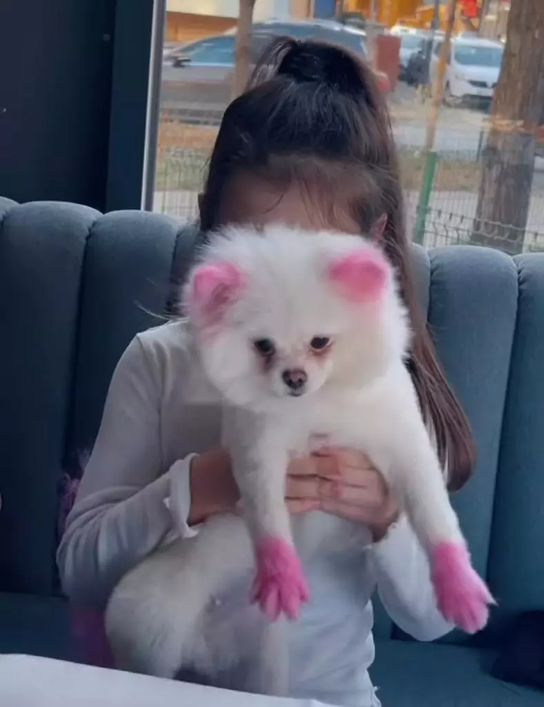 caine-bianca-dragusanu