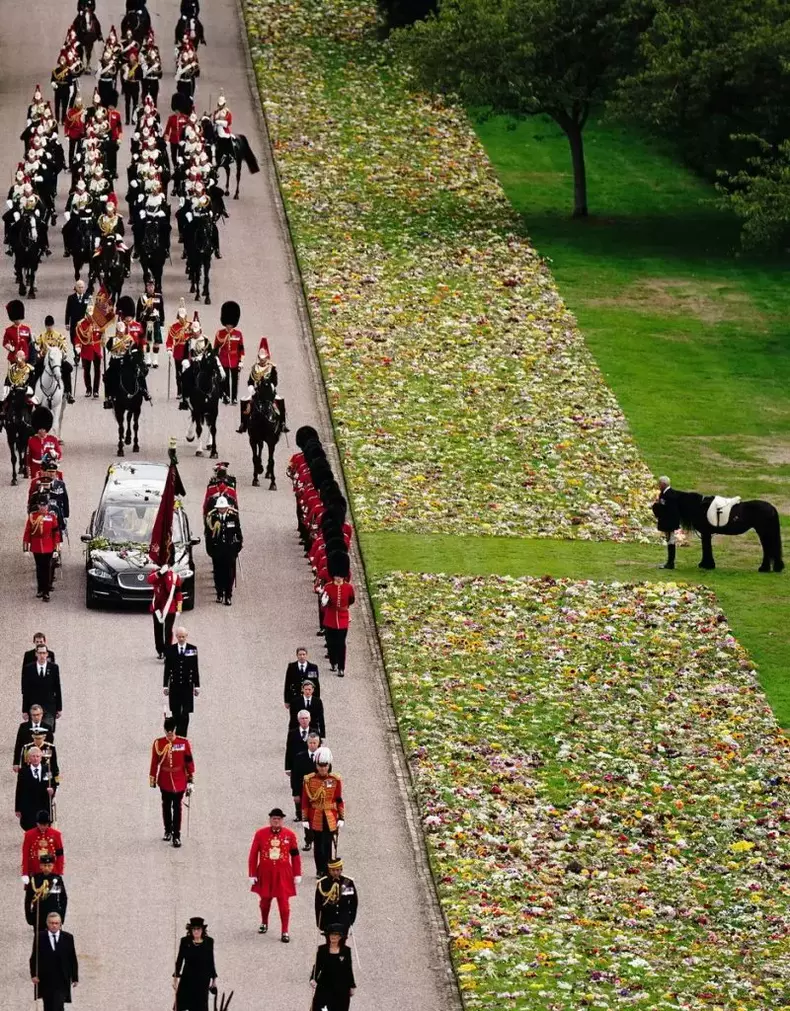 animalele pe care regina le-a indragit