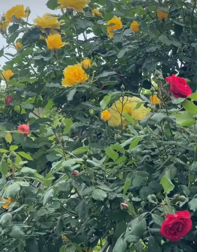 whatsapp-image-2024-05-01-at-14.13.39-2