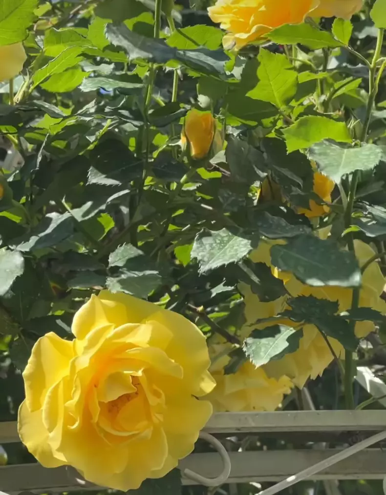 whatsapp-image-2024-05-01-at-14.13.41