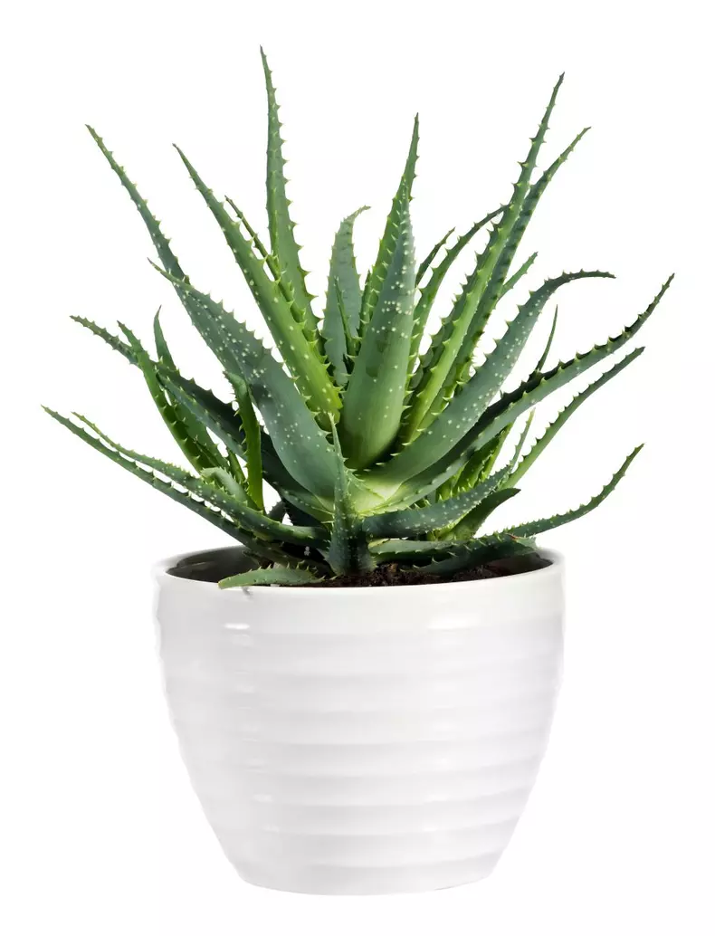 Succulent,Aloe,Vera,Plant,On,White,Pot,Isolated,On,White