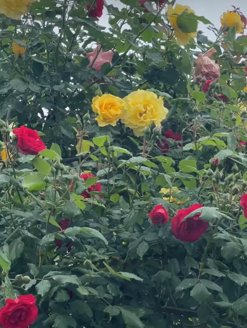 whatsapp-image-2024-05-01-at-14.13.41-1