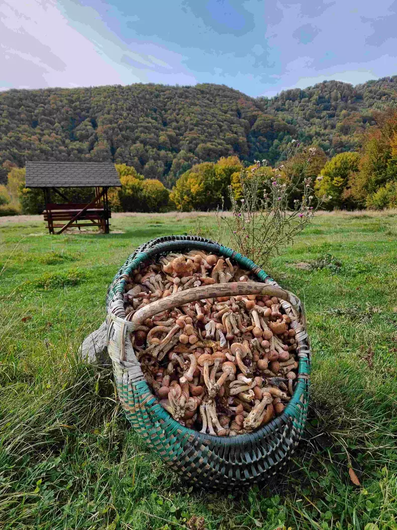 ROventura, 19 noiembrie 2022. Călătorie de poveste pe Valea Doftanei