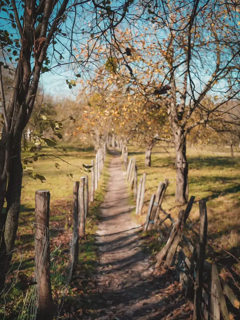 Casa de la Viscri (4)