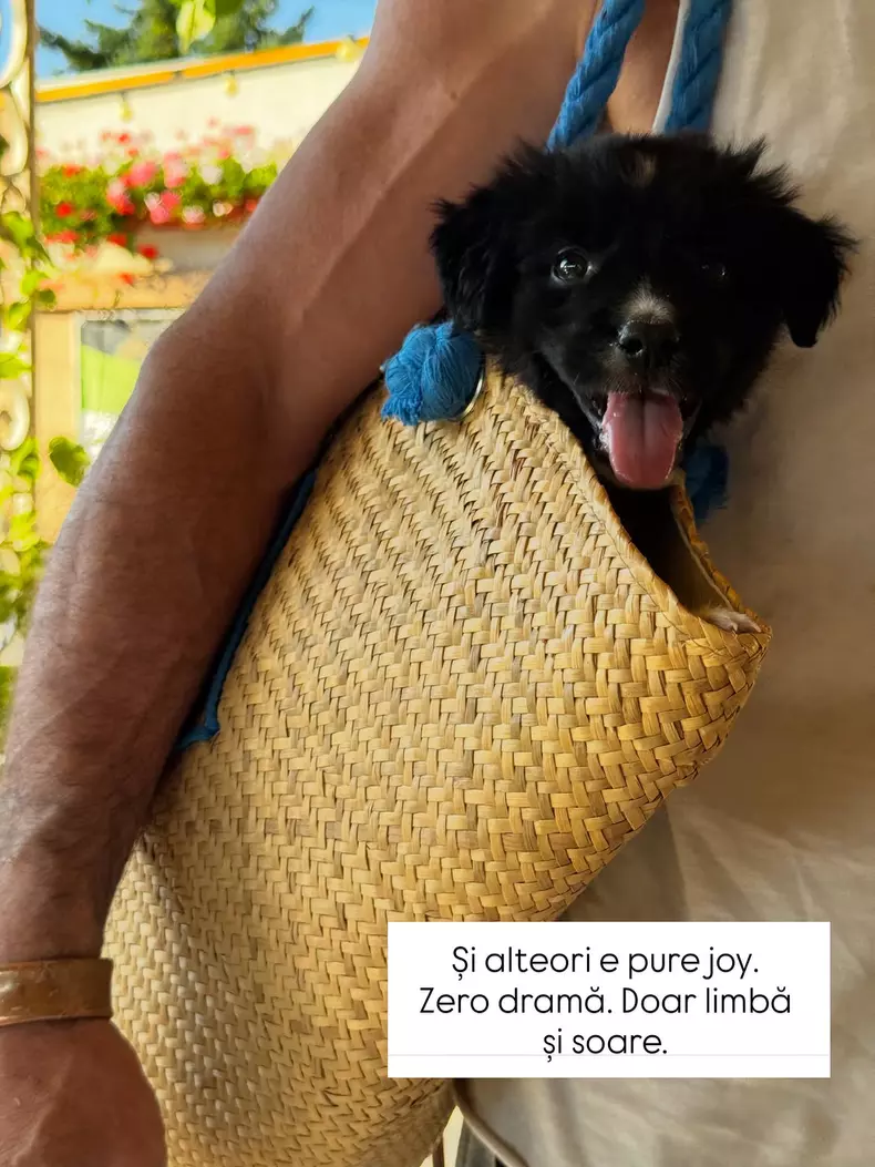 Cățelușul Doinei Teodoru (2)