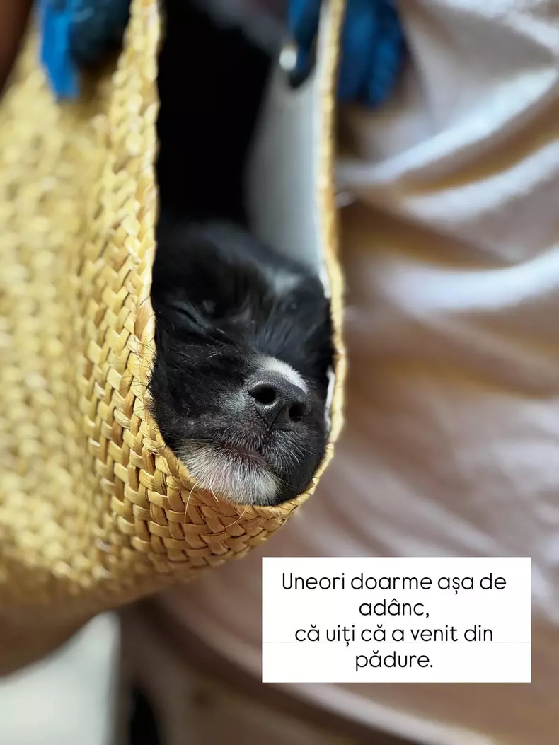 Cățelușul Doinei Teodoru (3)