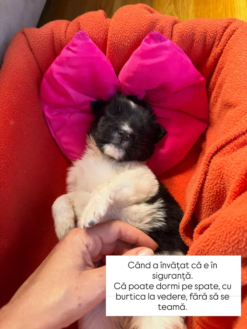 Cățelușul Doinei Teodoru (5)