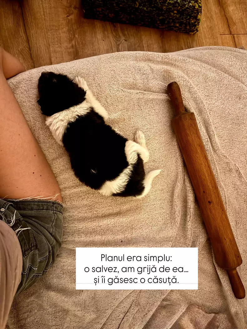 Cățelușul Doinei Teodoru (6)
