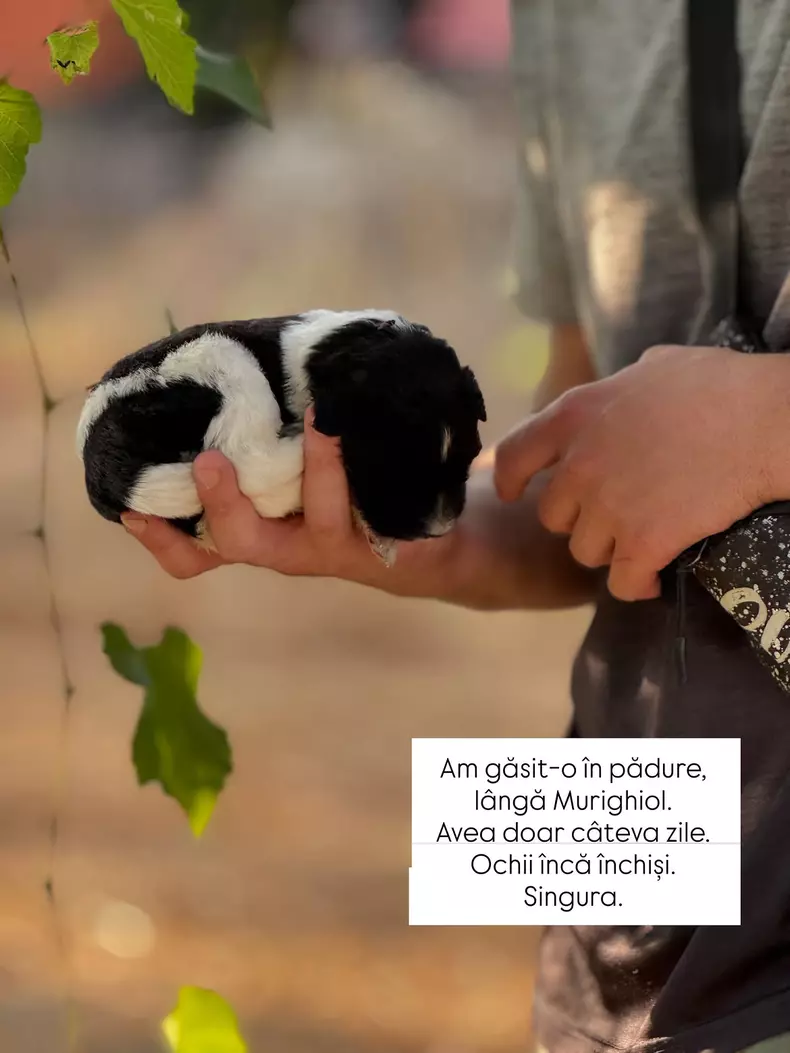 Cățelușul Doinei Teodoru (7)