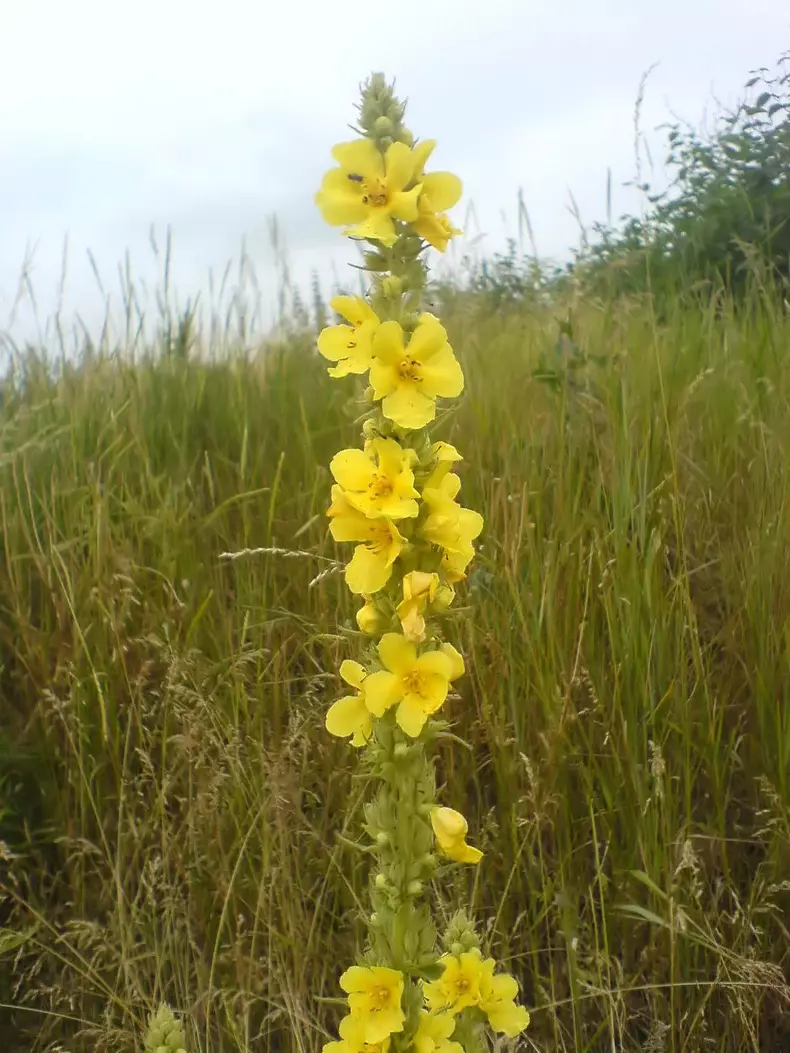 1200px-verbascum_densiflorum_s2