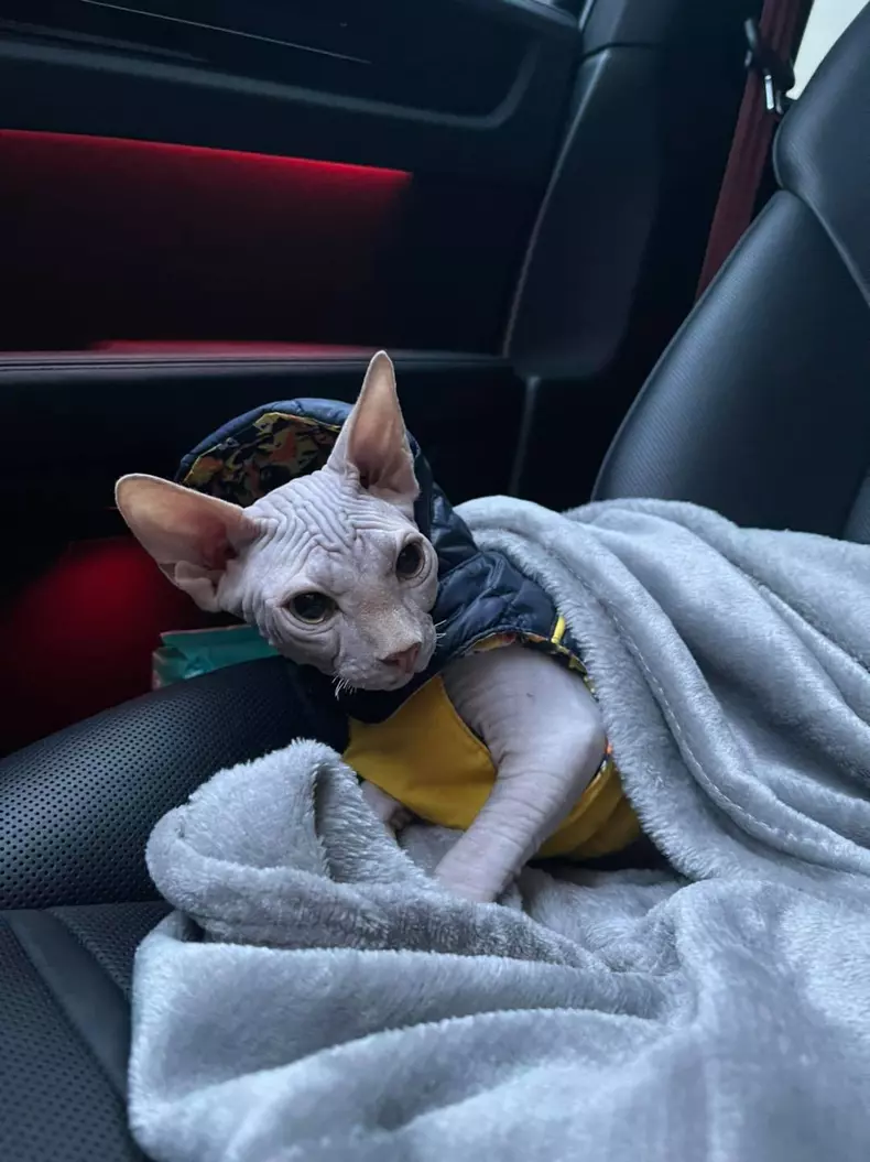 Adelina-Pestritu-animal-de-companie-4