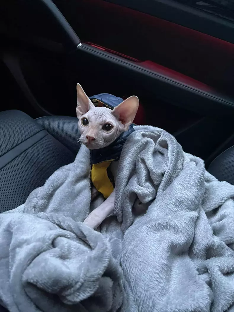 Adelina-Pestritu-animal-de-companie-7