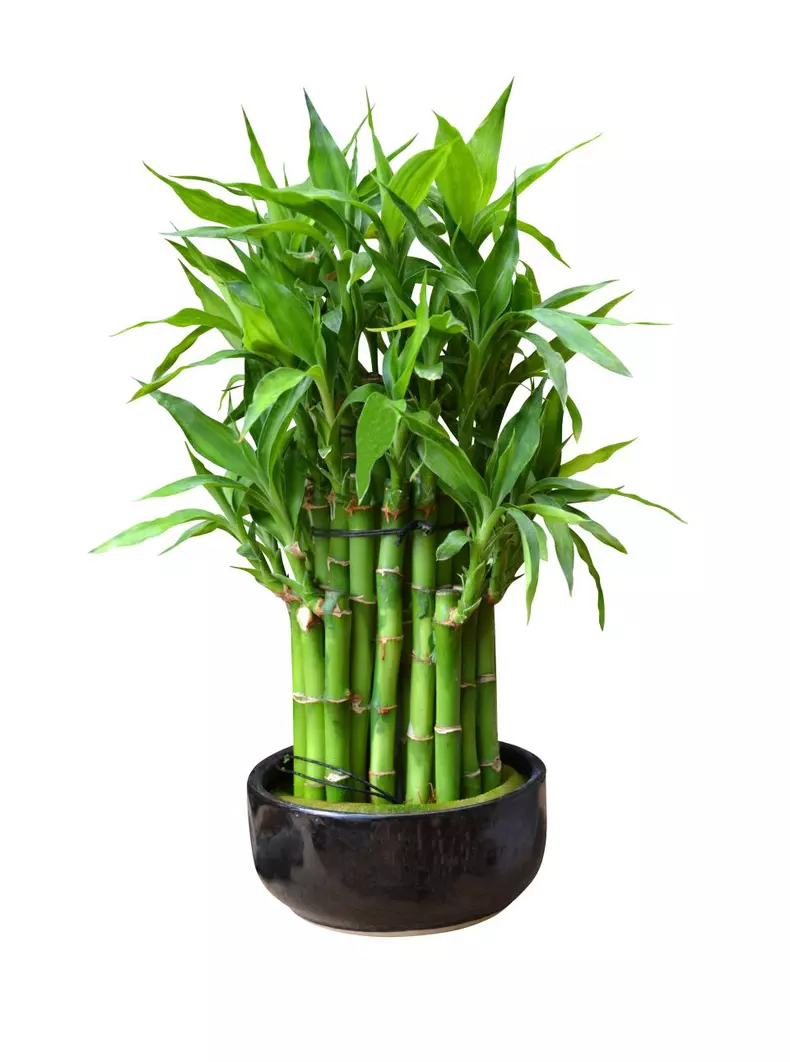Bamboo,In,A,Pot,Isolated,On,White,Background