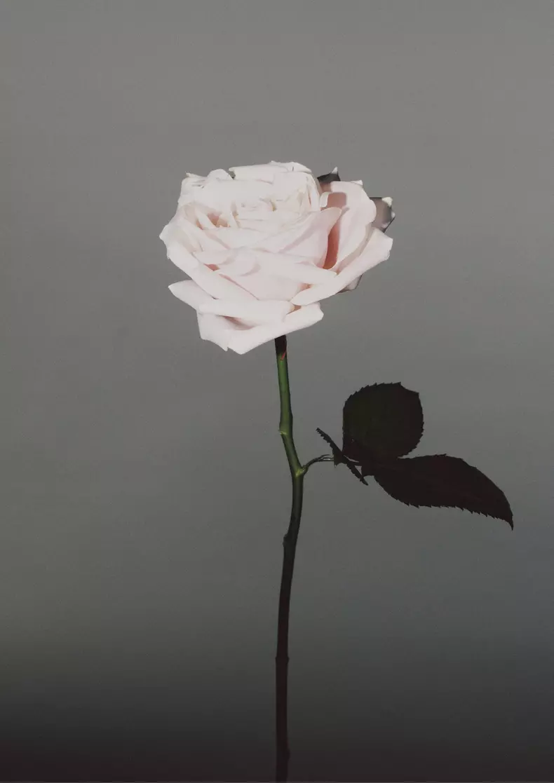 Magda Butrym H&M: Femininity in Bloom