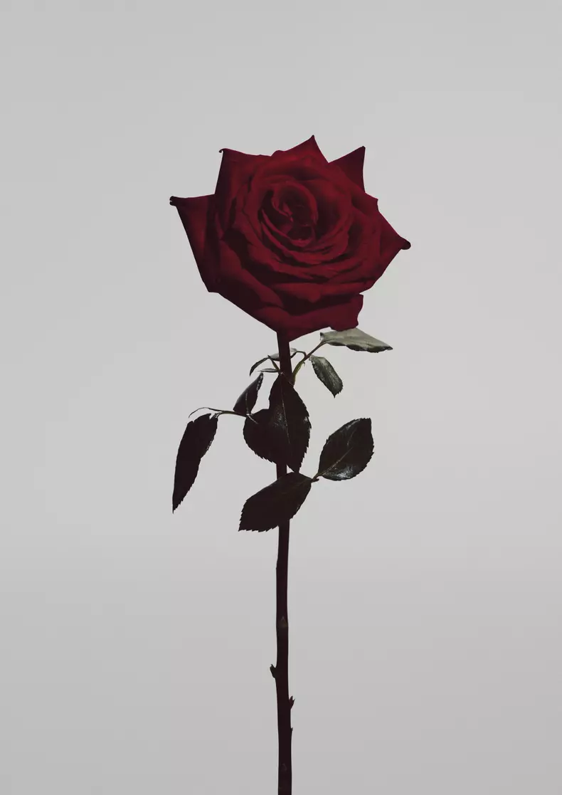 Magda Butrym H&M: Femininity in Bloom