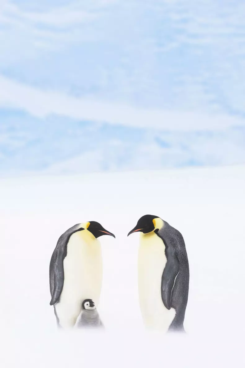 Dynasties_EP_02_001_Press_Pack_Under embargo until 00_01 GMT 20th October