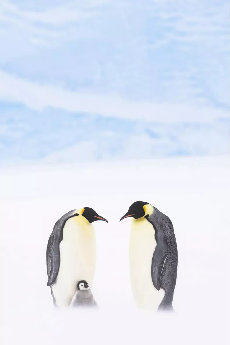 Dynasties_EP_02_001_Press_Pack_Under embargo until 00_01 GMT 20th October