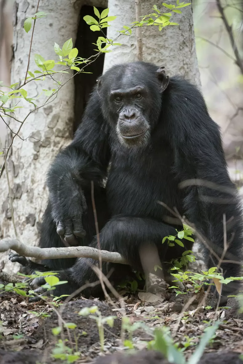 Dynasties_Early release_00_001