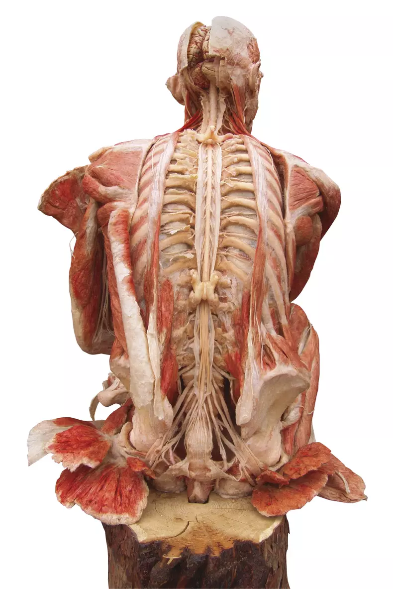 BODY WORLDS_The Ponderer  - Gânditorul