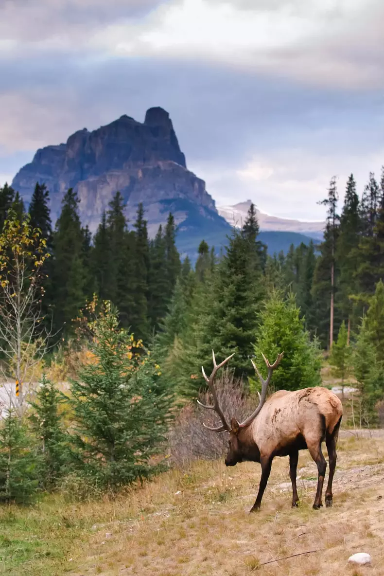 Corina-Caragea-vacanta-Canada-5